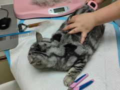 -宠颐生宠物医院·心肾内科·猫专科诊疗中心宠巢店