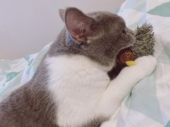 -纳吉亚猫专科动物诊疗中心(蒋宅口分院)