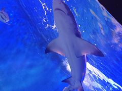 -太平洋海底世界