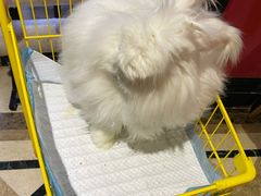 -猫色咖啡·猫咖