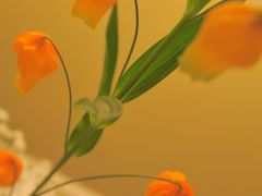 -双季花艺园艺市场(浦东店)