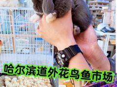 -哈尔滨道外花鸟鱼市场