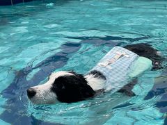 -趣玩宠物乐园寄养训犬训狗游泳池