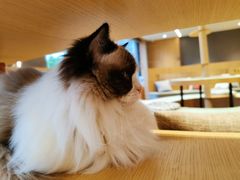 -CAT’S MEWSTAR CAFE·喵星球猫屋(晴湾咖啡店)