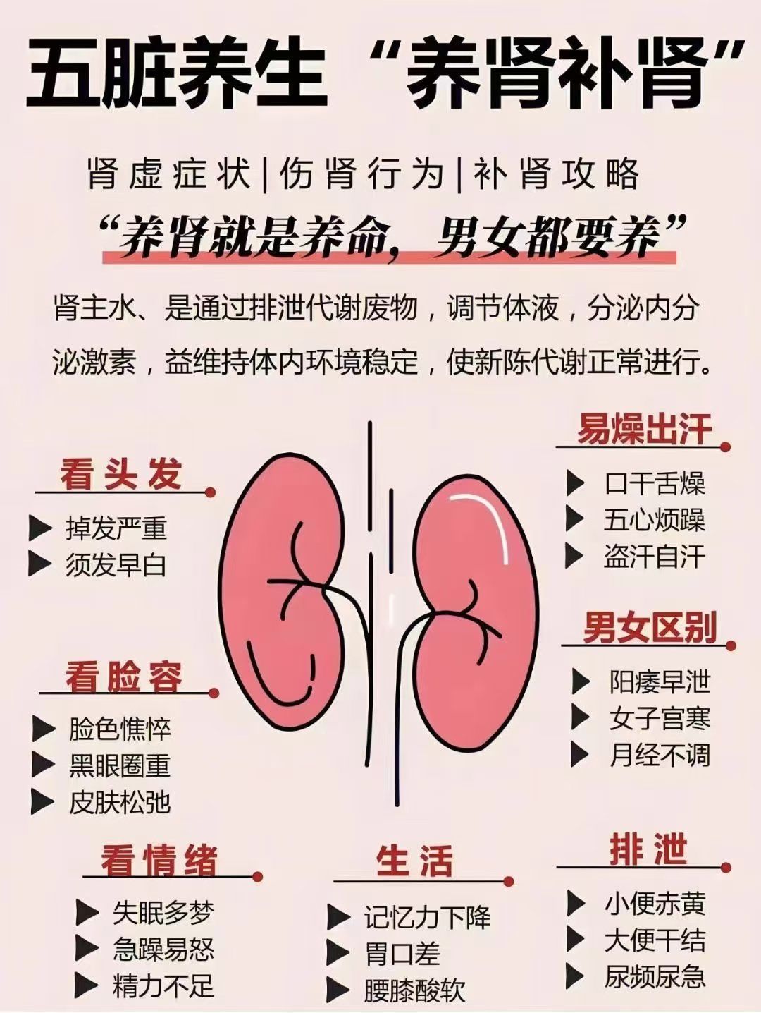 肾为先天之本,养肾就是养命