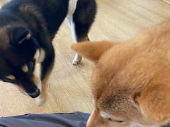 -南京Hallo宠物乐园·哈罗犬舍·柴犬繁育基地
