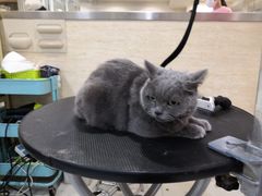 -多卡布奇宠物生活馆(上林世家店)