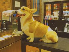 -more than meow吴止猫主题餐厅(承德 中船汇店)