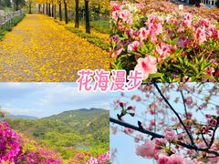 -天适樱花悠乐园