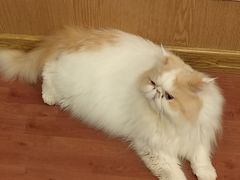 -MOCHA明星猫咖(田子坊店)