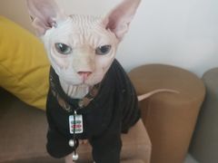 -楼上猫咖(罗湖店)