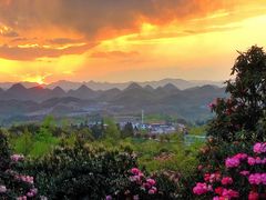 -贵州百里杜鹃风景名胜区