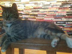 -猫的天空之城概念书店(杭州南宋御街店)