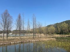 -昆山城市生态森林公园