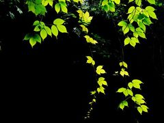 -华蓥山天意谷景区