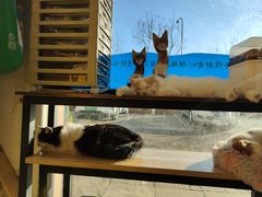 -平行世界·猫咖(首经贸店)