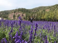 -紫海香堤香草艺术庄园