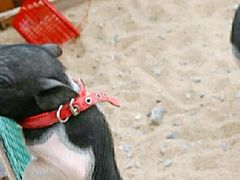 -前小桔亲子创意农场·草莓采摘·露营烧烤