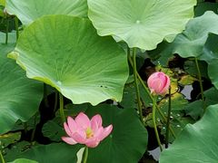 -羊亭河湿地公园