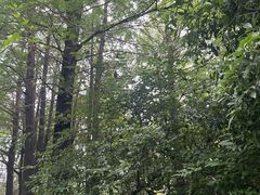 -陈家山荷花公园