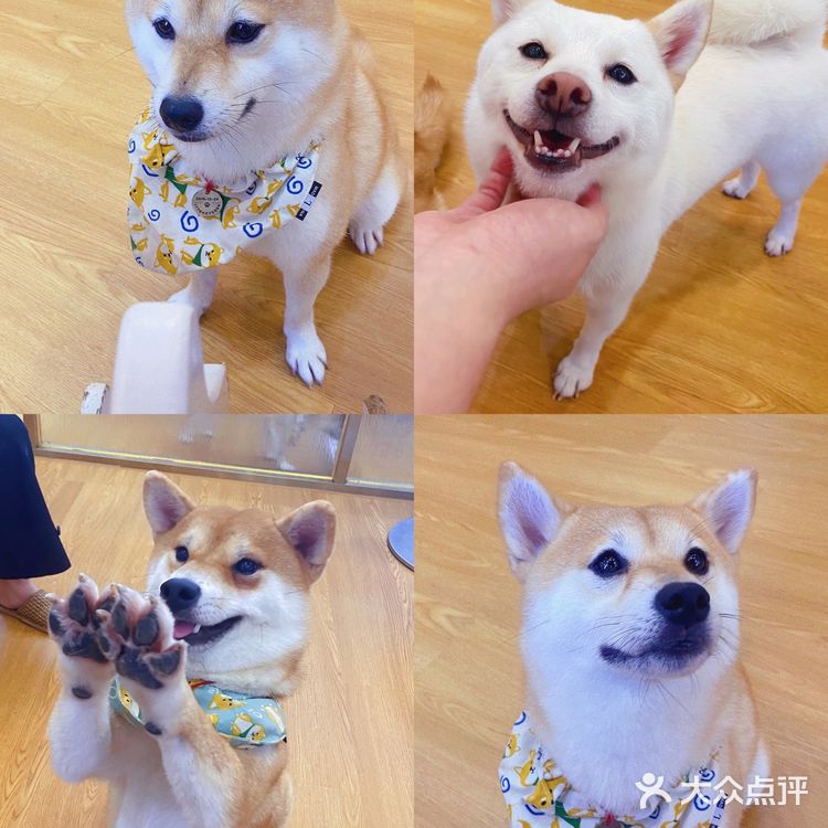 深圳必打卡|最萌汪柴趣狗咖大家快来撸！！