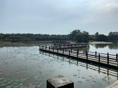-大湾区中央湿地公园