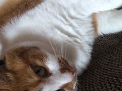 -艾贝尔宠物诊疗