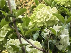 -金水泊山庄·花椒鸡(铁山坪店)