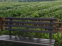 -中国茶叶博物馆(双峰馆区)