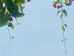 -广州市帽峰山景区