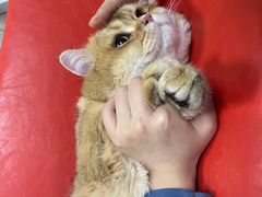 -柏萃动物医院·骨科·牙科