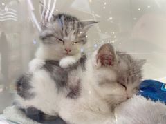 -1013 PET SHOP精品宠物商店(丁香店)
