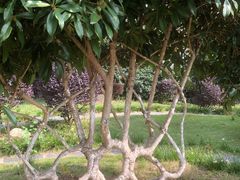 -武汉紫薇都市田园