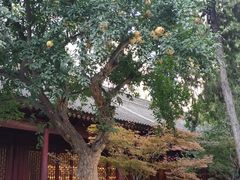 -罔极寺