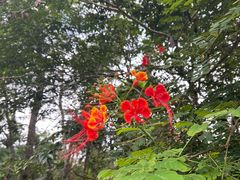 -东寨港红树林旅游区