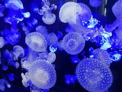 水母-烟台海昌鲸鲨海洋公园