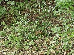 -黑龙江省森林植物园