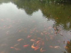 -西湖外事游船(花港观鱼码头)