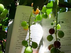 -真地道京味府·鲜橙烤鸭·北京菜(朝外大街东大桥店)