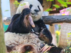 -西霞口神雕山野生动物世界