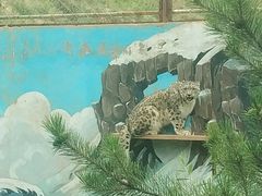 -青藏高原野生动物园