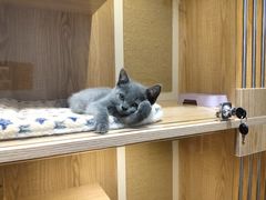 -老吴的猫·猫舍(新区店)
