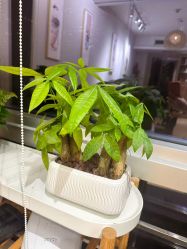 -初心はつ こころ日式美甲美睫沙龙