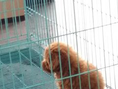 -佳百利宠物(荣乐中路115弄小区店)