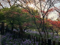 -上海共青森林公园