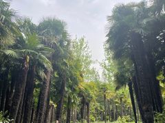 -上海滨江森林公园