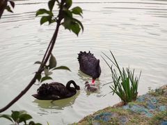 -长白岛森林公园