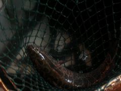 android_upload_pic-河洛鱼庄(古城路店)