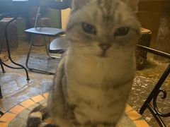 -猫猫幼稚园·撸猫·桌游·电玩