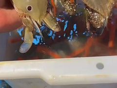 -争先鲜·蒸汽海鲜自助·鲜切牛肉